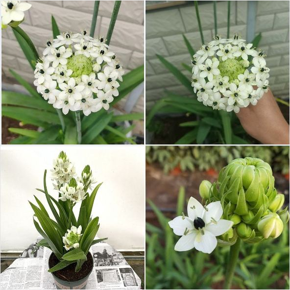 Củ giống hoa thiên nga - 1 củ hoa