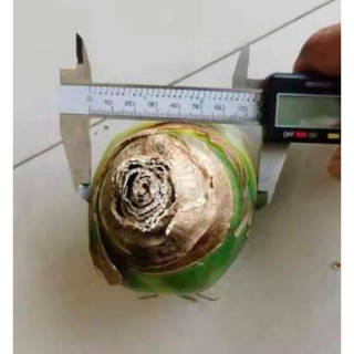 Củ giống hoa thiên nga - 1 củ hoa