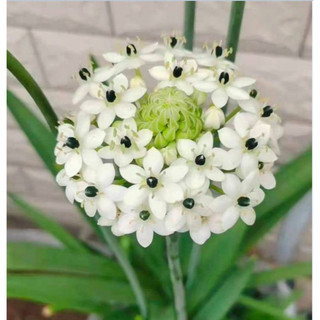 Củ giống hoa thiên nga - 1 củ hoa