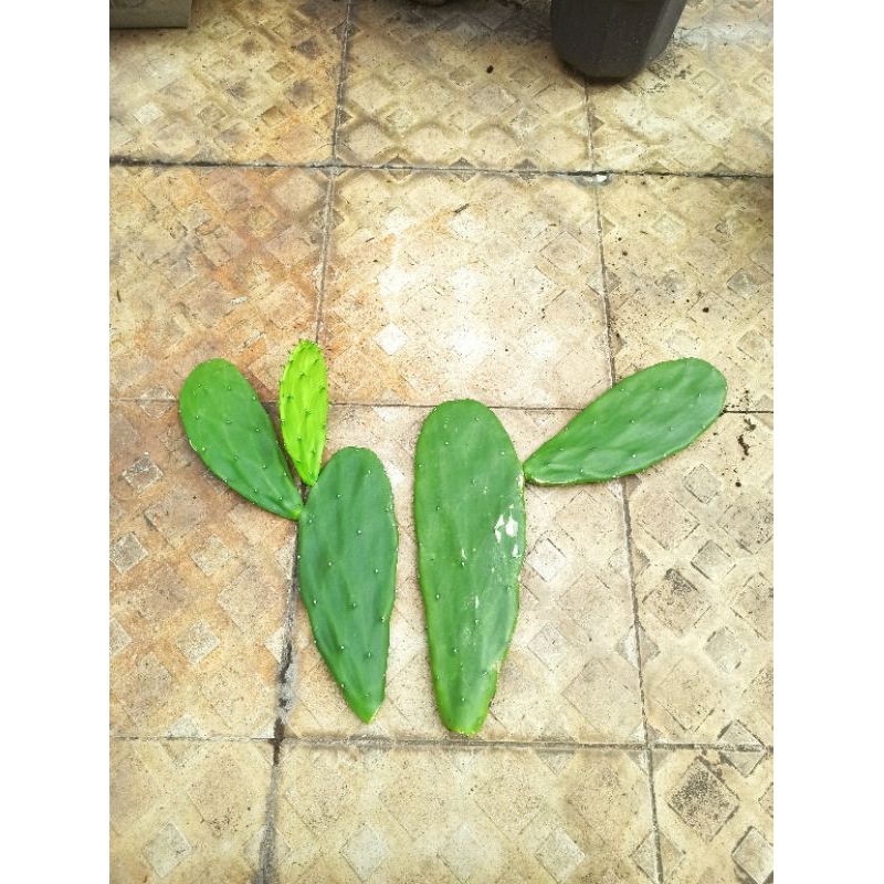 Xương Rồng Tai Thỏ [ Lá Già ]