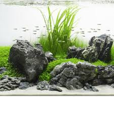 Đá da voi trang trí thủy sinh 1kg