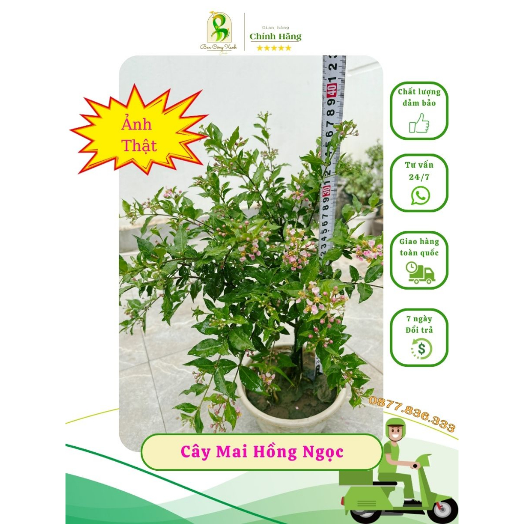 Cây Mai Hồng Ngọc cao 30-40cm Trồng ổn định trong chậu đang báo hoa