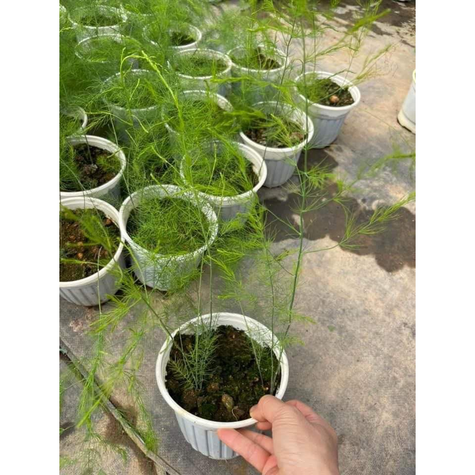 Cây giống măng tây xanh - Trang Flowers