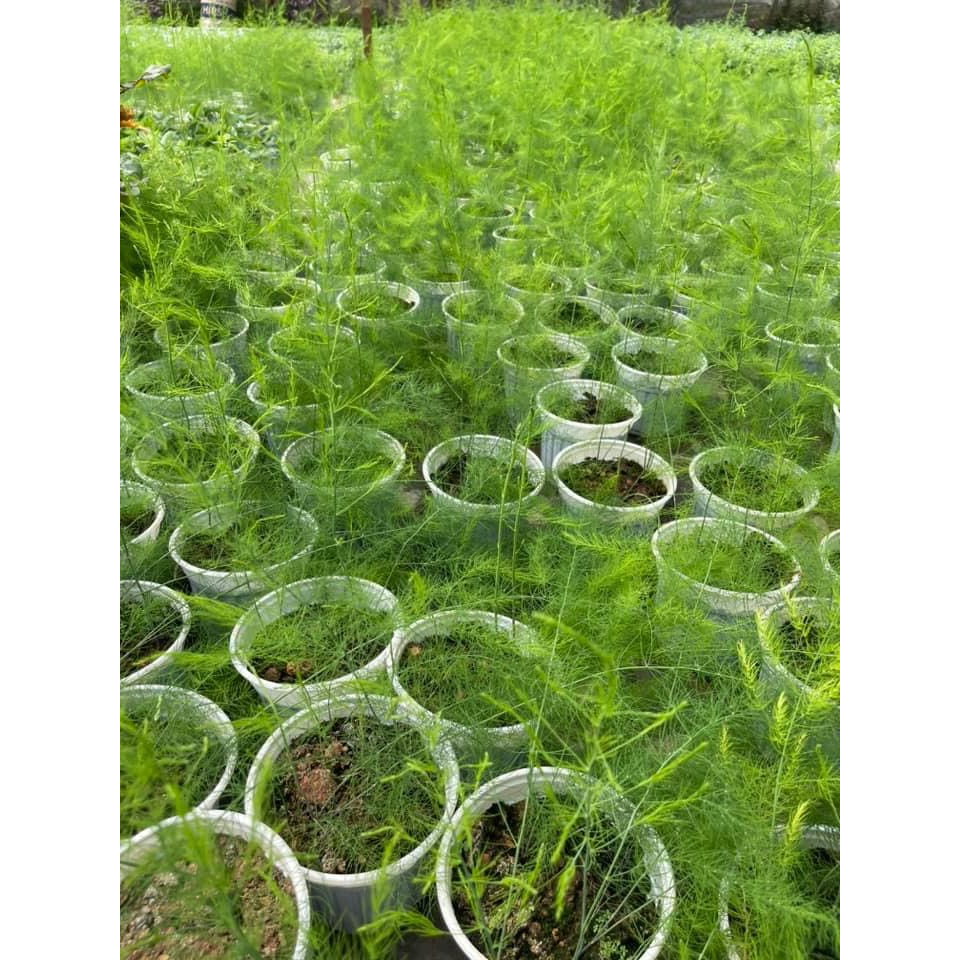 Cây giống măng tây xanh - Trang Flowers