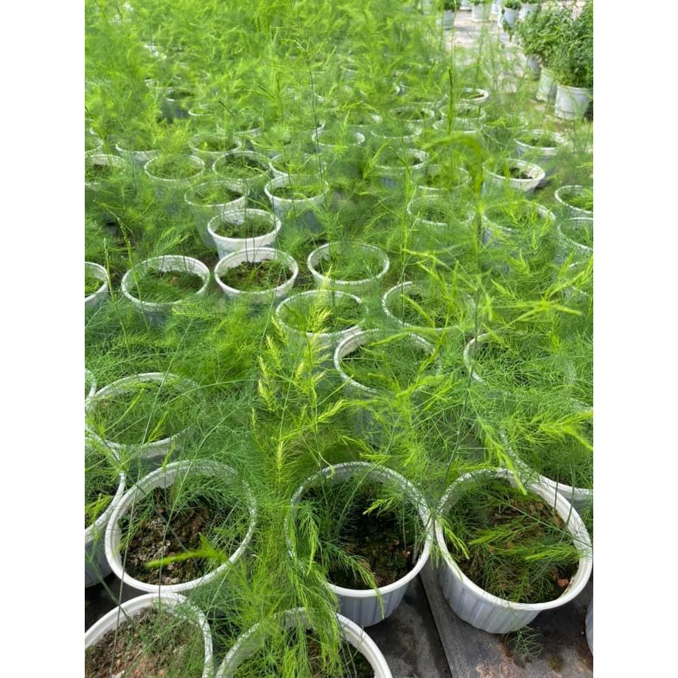 Cây giống măng tây xanh - Trang Flowers