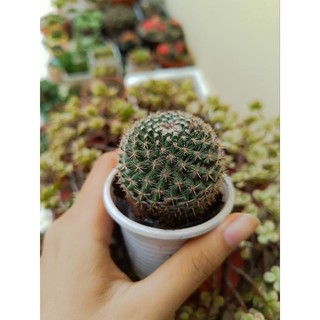 1 cây xương rồng bánh sinh nhật 4-5cm
