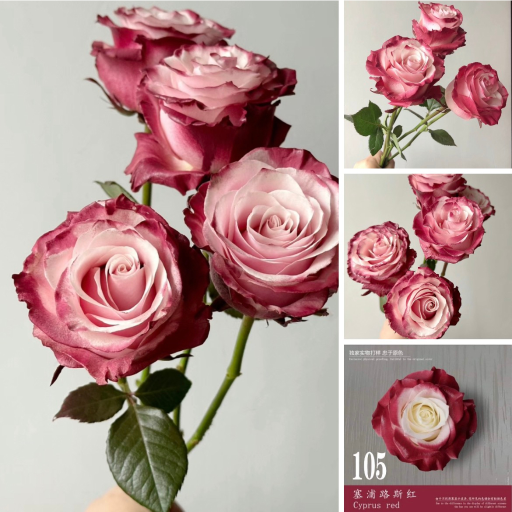 Sơn Xịt Hoa Tươi, hoa sáp, sen đá cao cấp 52 màu 450ml