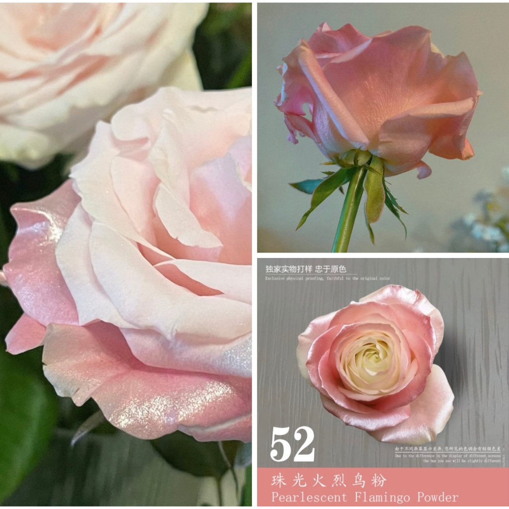 Sơn Xịt Hoa Tươi, hoa sáp, sen đá cao cấp 52 màu 450ml