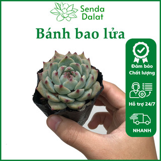 Cây sen đá Bánh bao lửa size bầu - Senda Dalat