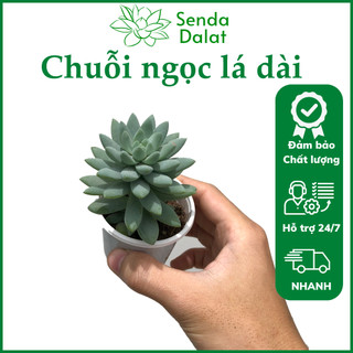 Cây sen đá Chuỗi ngọc lá dài size bầu - Senda Dalat