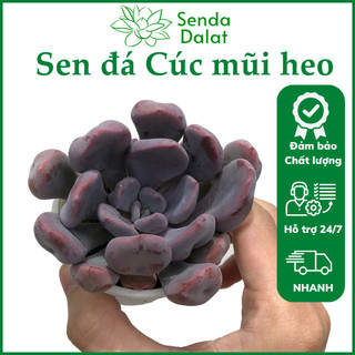 Cây sen đá Cúc mũi heo size bầu - Senda Dalat