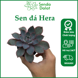 Cây sen đá Hera size bầu - Senda Dalat