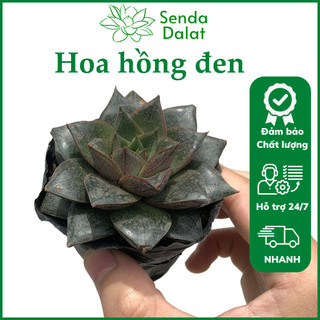 Cây sen đá Hoa hồng đen size bầu - Senda Dalat