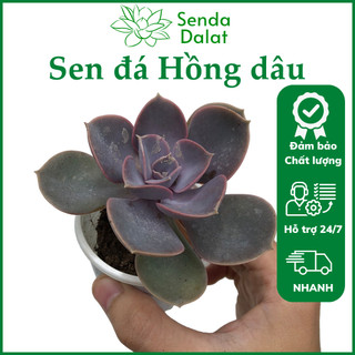 Cây sen đá Hồng dâu size bầu - Senda Dalat