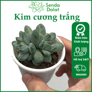 Cây sen đá Kim cương trắng size bầu - Senda Dalat