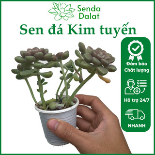 Cây sen đá Kim tuyến size bầu - Senda Dalat