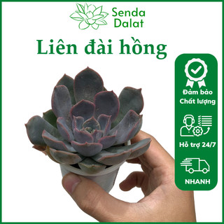 Cây sen đá Liên đài hồng size bầu - Senda Dalat