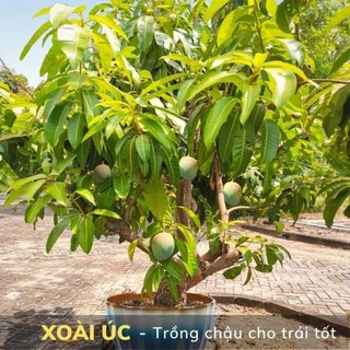 Cây xoài úc lùn siêu trái