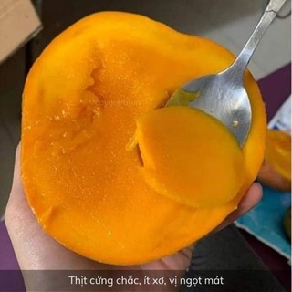 Cây xoài úc lùn siêu trái