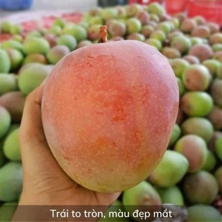 Cây xoài úc lùn siêu trái