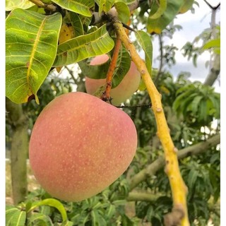 Cây xoài úc lùn siêu trái