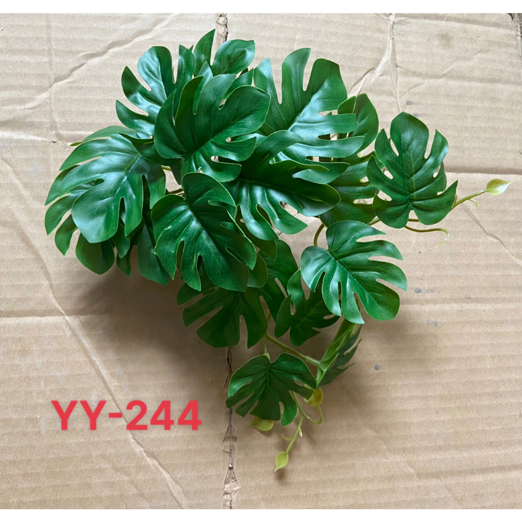 Chùm treo tường lá rùa, trầu bà lá xẻ trang trí tường cây, làm chậu cây