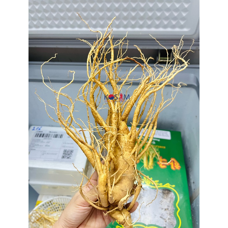 Nhân Sâm Tươi Hàn Quốc 550.000/ 1 củ Size 5 Củ 1Kg, Bán lẻ 1 củ Hút Chân Không
