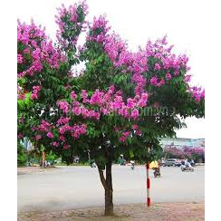 Cây Hoa Móng Bò Tím cao 100cm.