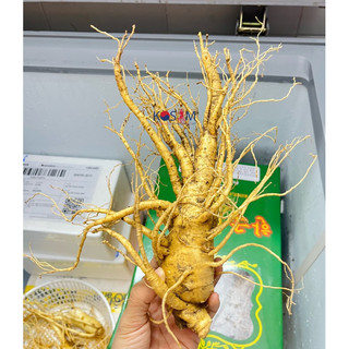  Nhân Sâm Tươi Hàn Quốc Size 6 Củ  Kg Bán lẻ 1 Củ - Sâm Tươi Bổi Bổ Sức Khoẻ 