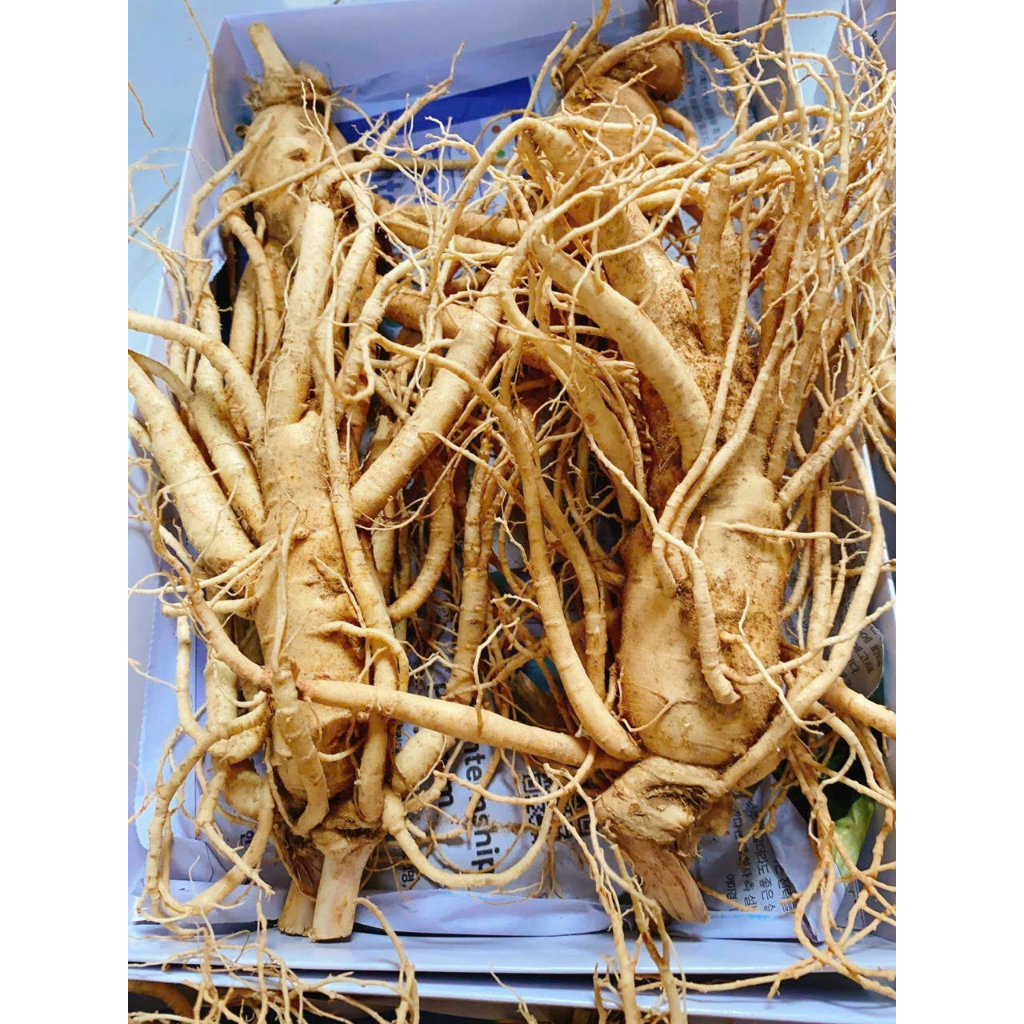1Kg Nhân Sâm Tươi Hàn Quốc Size 4 Củ/kg