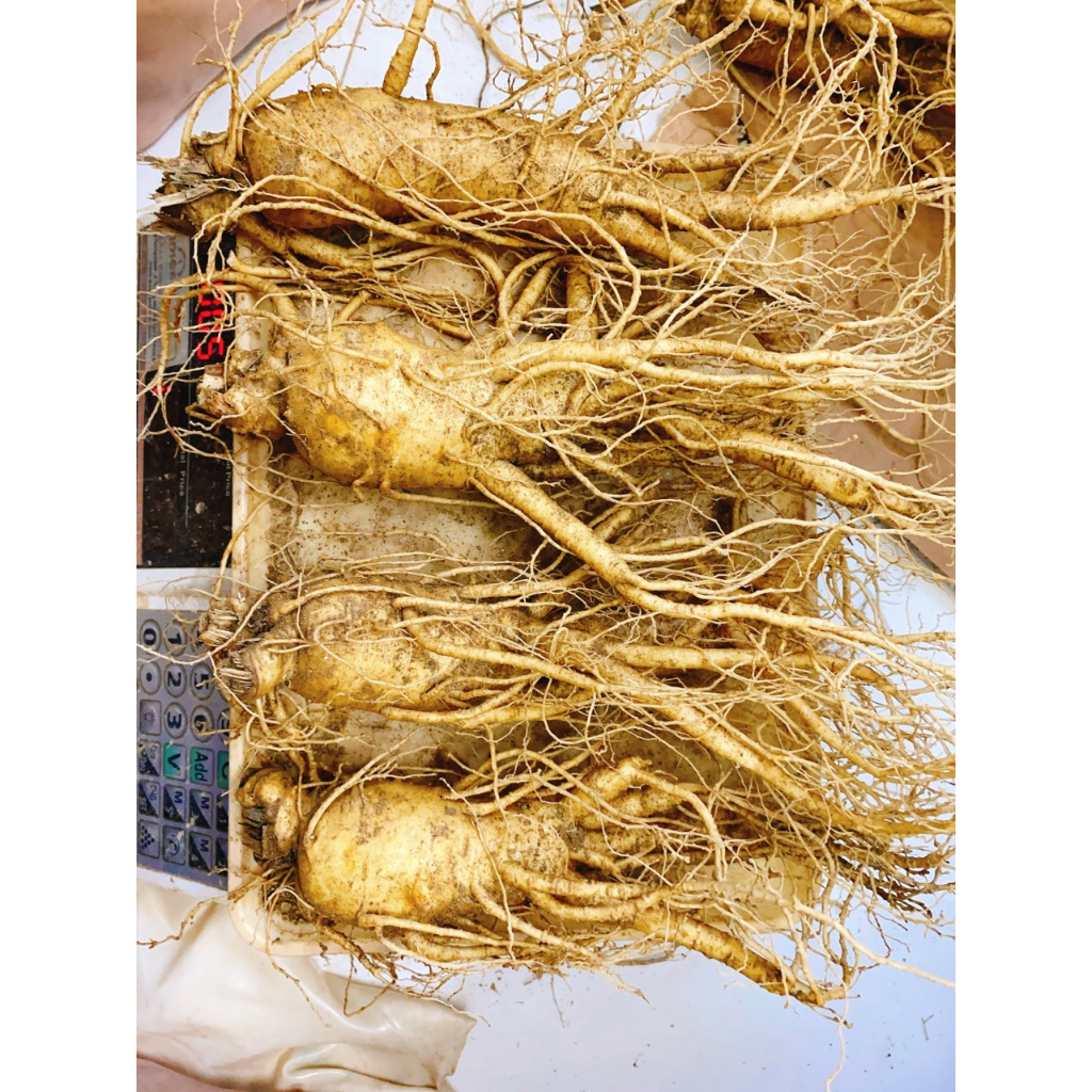 1Kg Nhân Sâm Tươi Hàn Quốc Size 4 Củ/kg