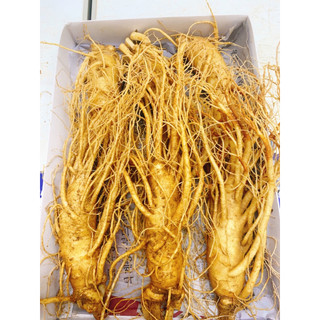 0,5kg nhân sâm tươi hàn quốc 3 củ - size 6 củ/kg loại 1 - bồi bổ sức khoẻ