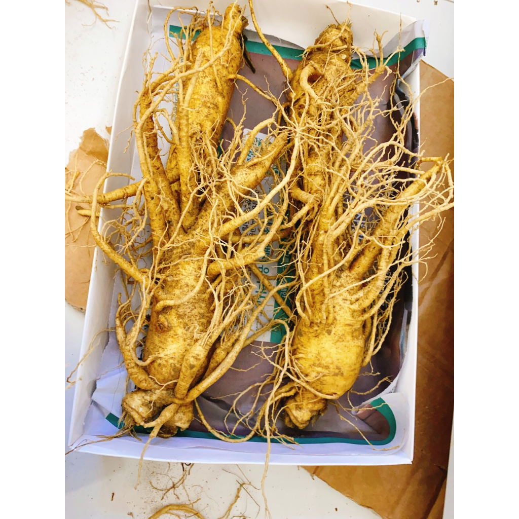 1Kg Nhân Sâm Tươi Hàn Quốc Size 4 Củ/kg