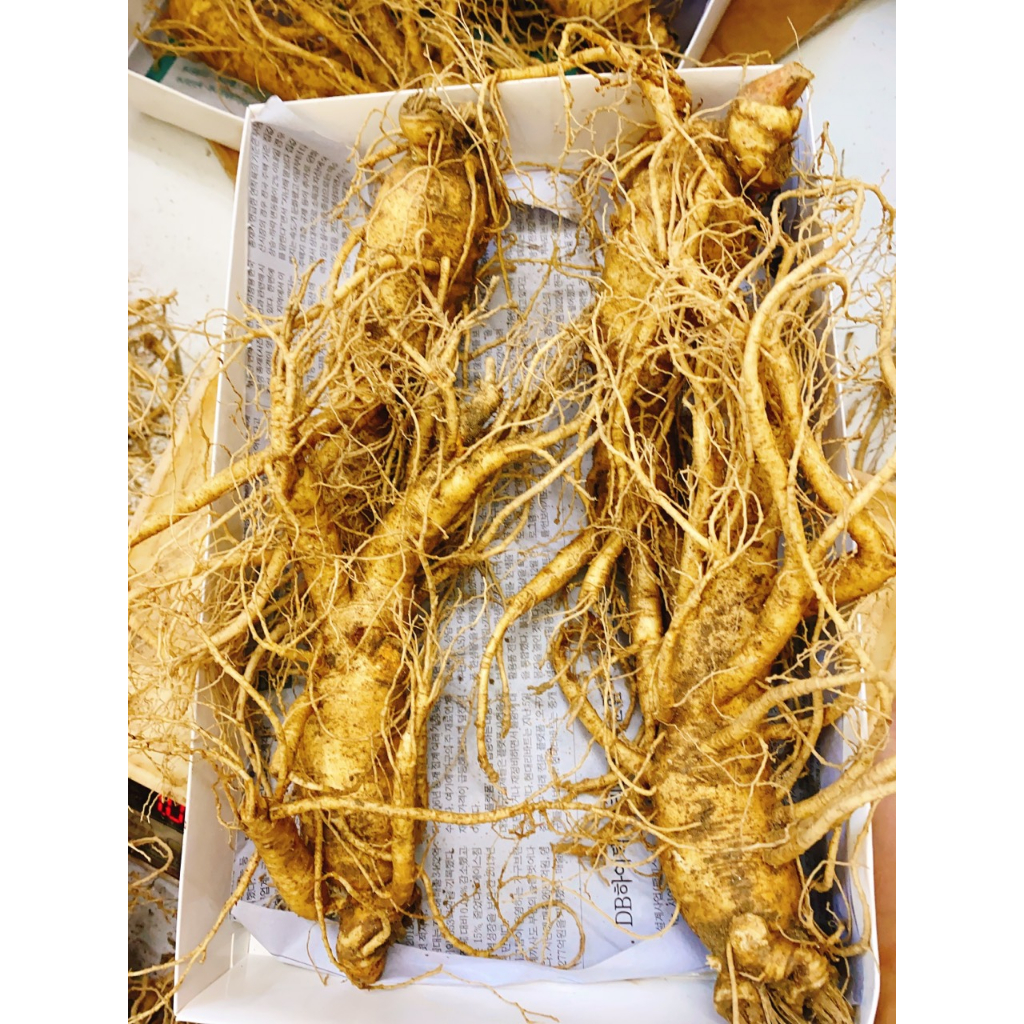 1Kg Nhân Sâm Tươi Hàn Quốc Size 4 Củ/kg