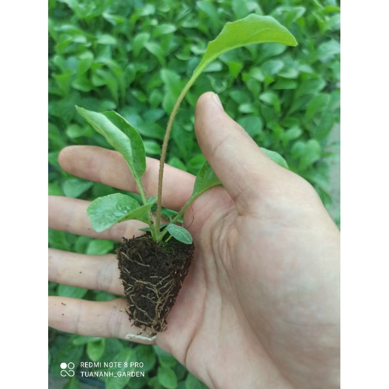 10 cây giống hoa đồng tiền cao đủ màu