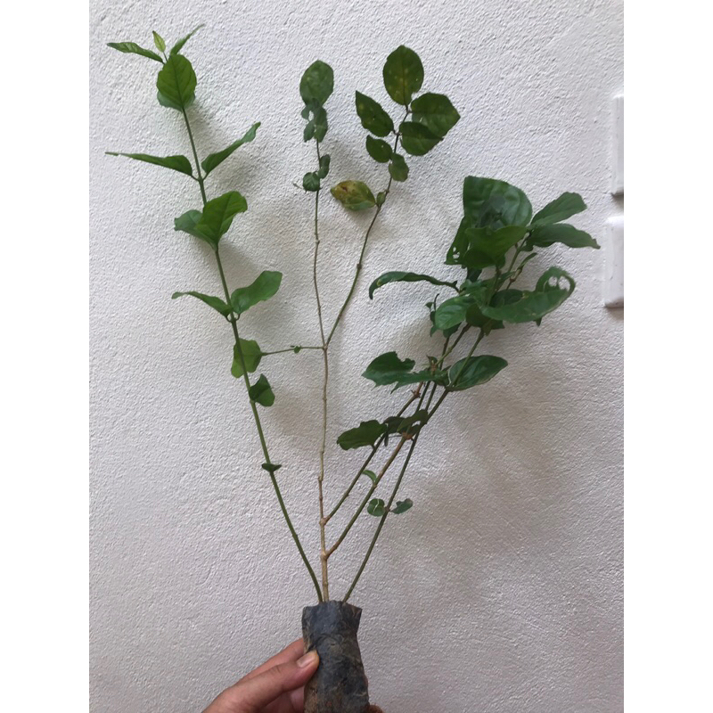 Giống cây hoa nhài ta - hoa lài