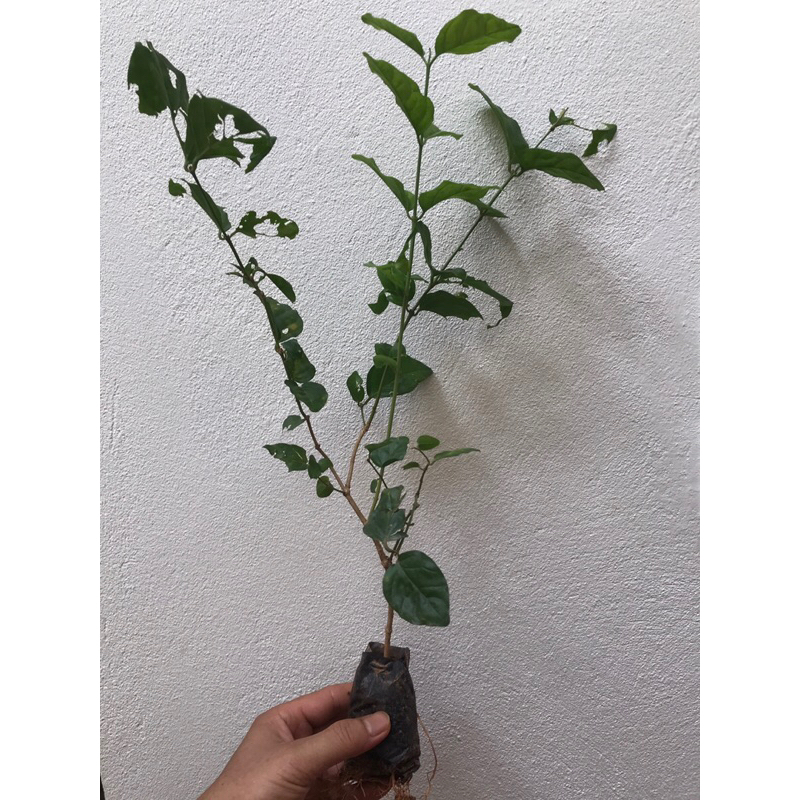 Giống cây hoa nhài ta - hoa lài