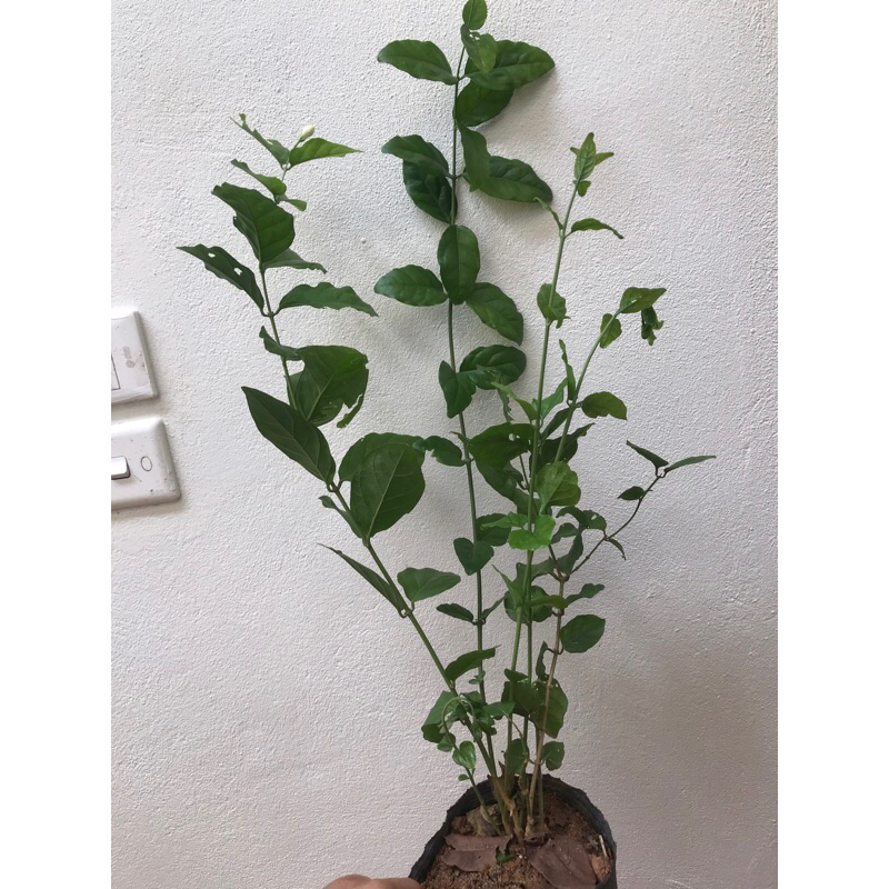 Giống cây hoa nhài ta - hoa lài