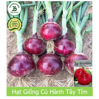 Hạt giống củ hành tây tím