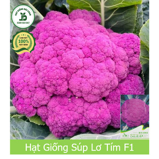 Hạt giống súp lơ tím chịu nhiệt