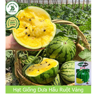 Hạt giống dưa hấu ruột vàng nhập khẩu Đài Loan - Nguyên gói 20 Hạt