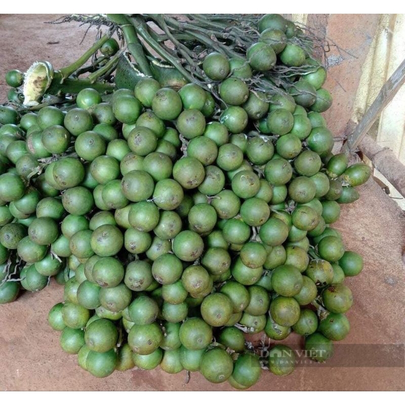 0.4kg Quả cau ăn trầu, làm lể cúng, cưới hỏi