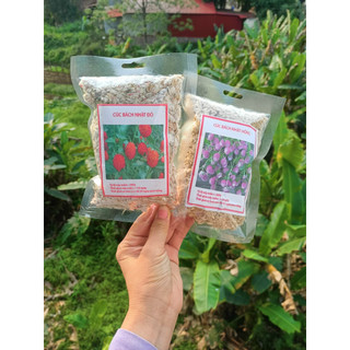 100gram hạt giống cúc bách nhật chọn màu