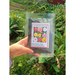 100gram hạt giống hoa mười giờ kép nhiều màu