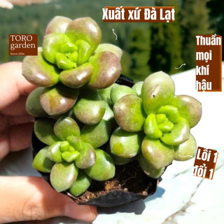 Sen đá chilli cheese Đà Lạt size bé cây cảnh trang trí nhà cửa Toro garden