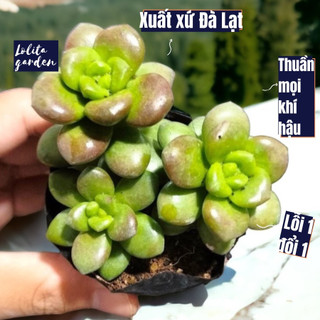 Sen đá chilli cheese Đà Lạt size bé cây cảnh trang trí nhà cửa Lolita garden