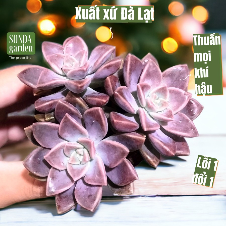 Sen đá đá tím SONDA GARDEN size bé 5-8cm, cây cảnh trang trí nhà cửa, lỗi 1 đổi 1