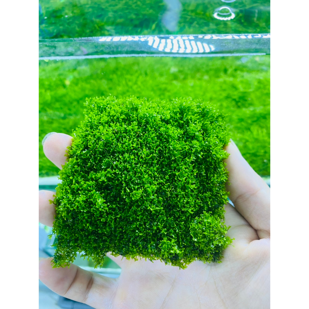 Rêu Mini Pelia , Dòng Rêu cao cấp cực kì đẹp trong bể thủy sinh