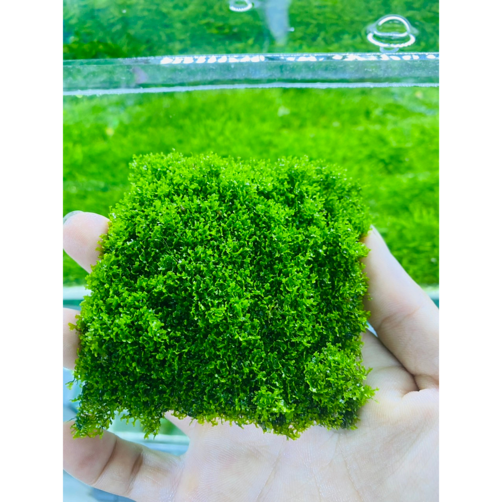Rêu Mini Pelia , Dòng Rêu cao cấp cực kì đẹp trong bể thủy sinh