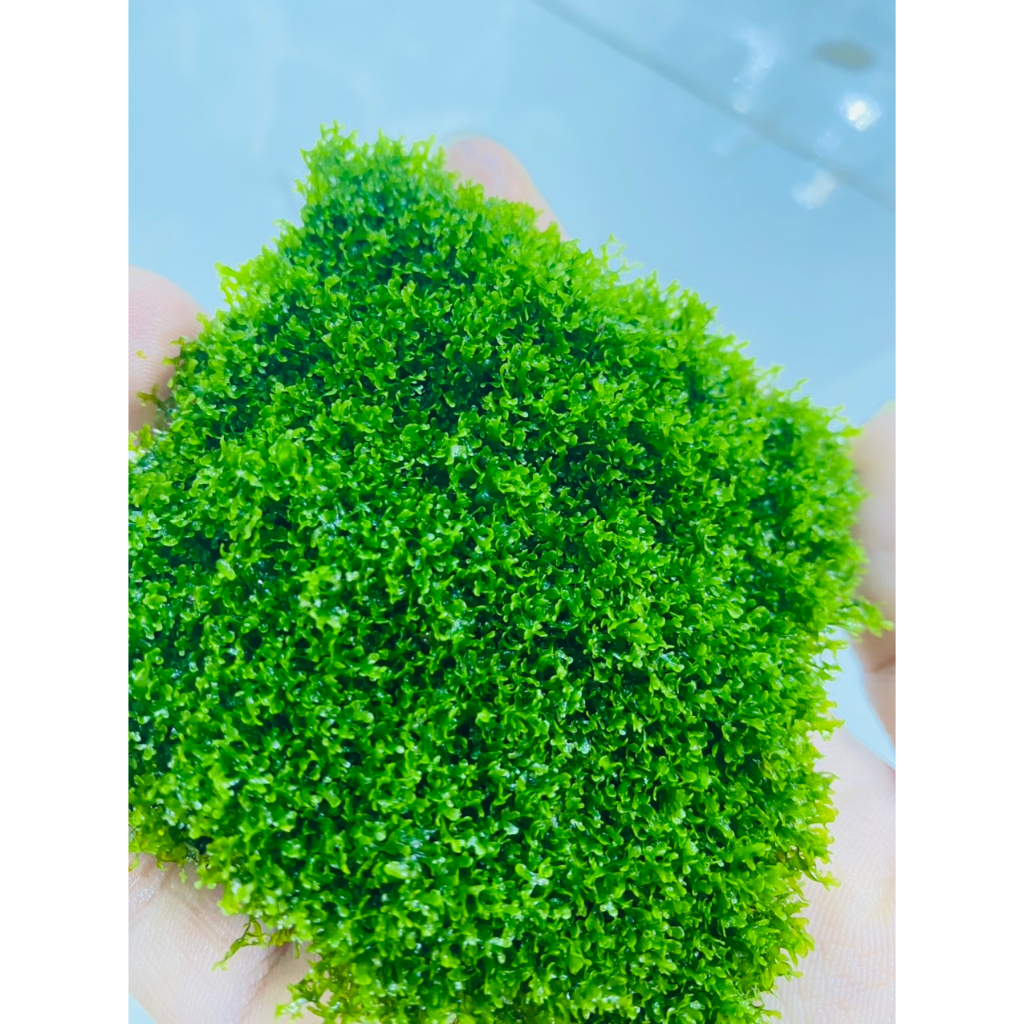 Rêu Mini Pelia , Dòng Rêu cao cấp cực kì đẹp trong bể thủy sinh